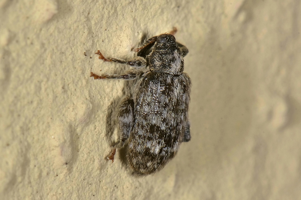 Curculionidae: Orchestes pilosus